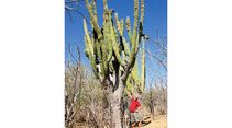Baja California, Mexiko: Kandelaberkakteen wachsen bis zu 19 Meter hoch. 