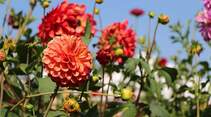 Blumen Gartenschau Bad Herrenalb 2017