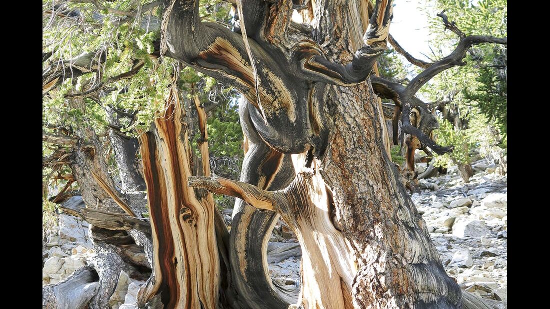 Bristlecone Pine Forest