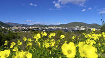 Costa Blanca Blumenwelt