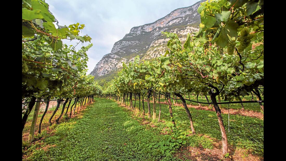 Das Weinanbaugebiet im südlichen Etschtal wurde nach seinen vielen Burgen und Schlössern benannt.
