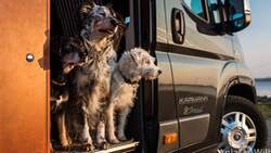 Dog-Camper Reisemobilvermietung
