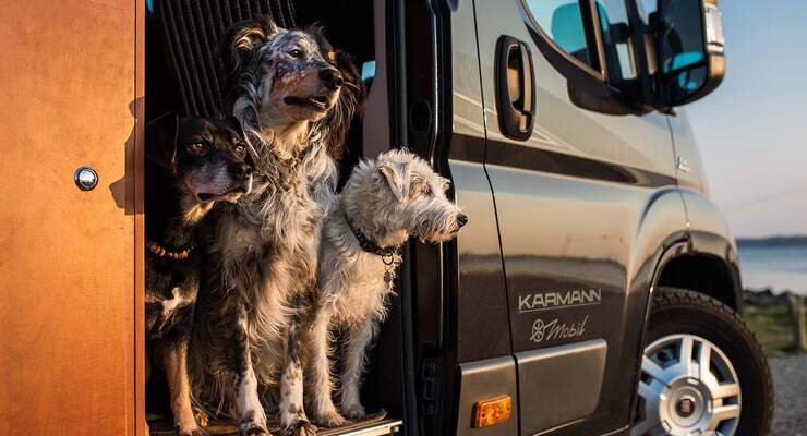 Dog-Camper