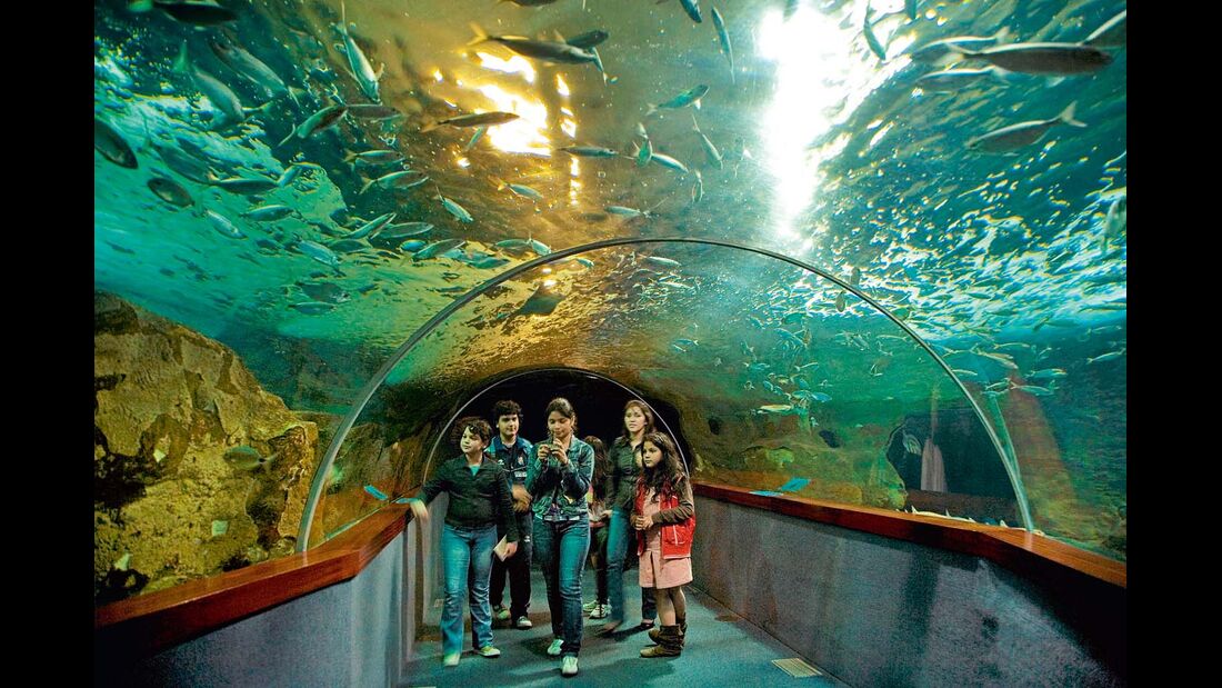Faszinierendes Ozeanium unter dem man durch einen Glastunnel laufen kann.