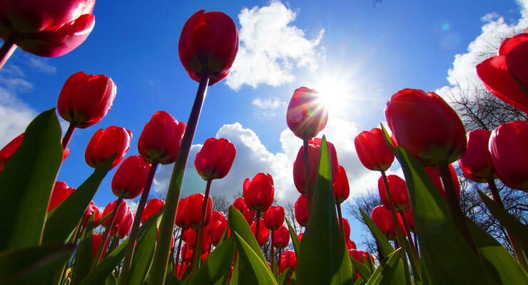 Frühlingsfoto