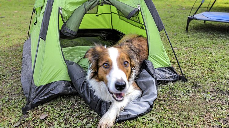 Instruere Brig Express Camping-Zubehör für Urlaub mit dem Hund | promobil