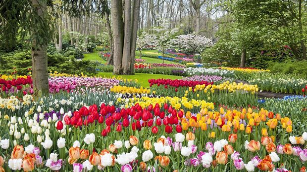 Keukenhof Nederland