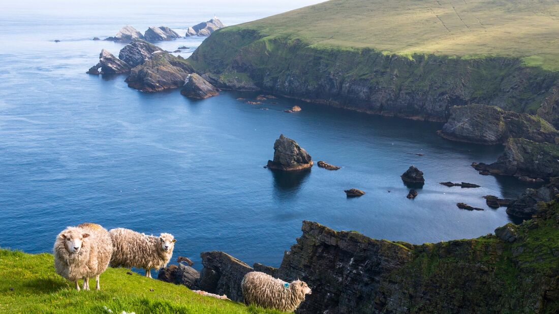 Küste, Shetland Inseln, Schottland, Hermaness National Nature Reserve, Shetland Schafe