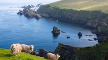 Küste, Shetland Inseln, Schottland, Hermaness National Nature Reserve, Shetland Schafe