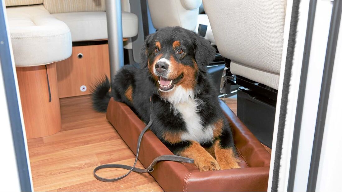 Leser-Workshop: Hund an Bord