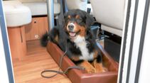 Leser-Workshop: Hund an Bord