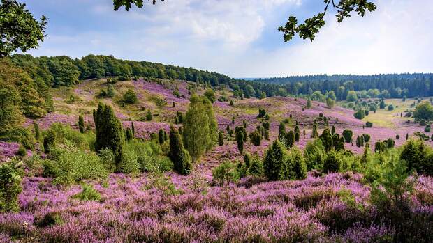 Lüneburger Heide