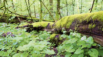 Mobil-Tour: Westerwald