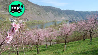 Mosel Alternative Stellplätze