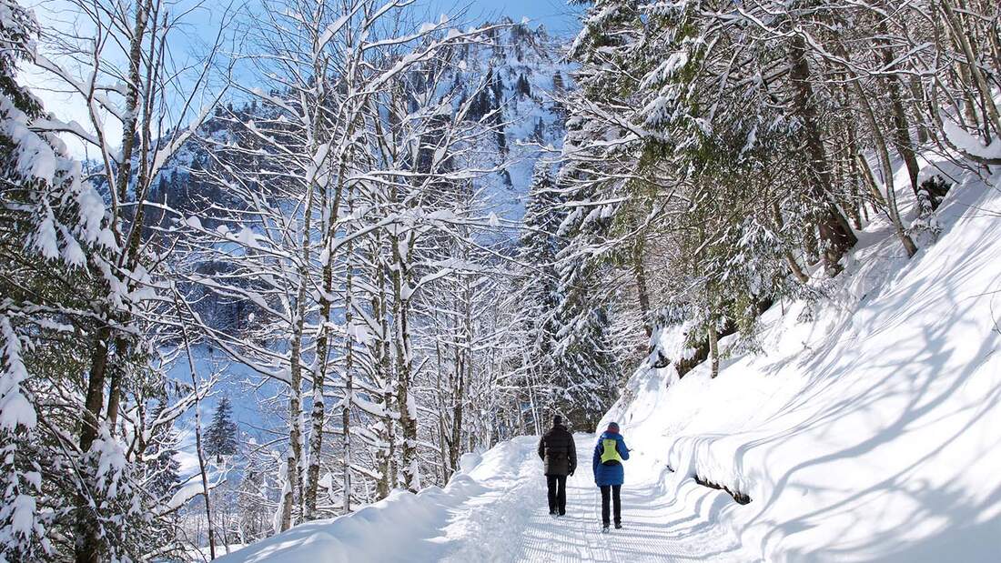 Schneebedeckter Waldweg in den Allgäuer Alpen