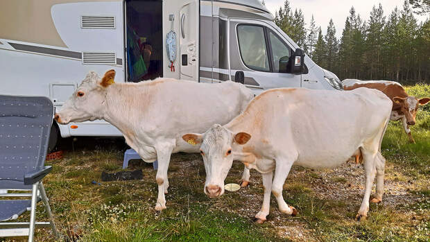 Schweden Leserreise KŸhe vor dem Wohnmobil