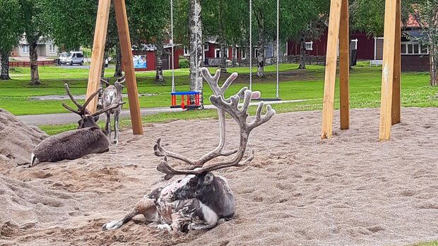 Schweden Leserreise Rentiere auf dem Spielplatz