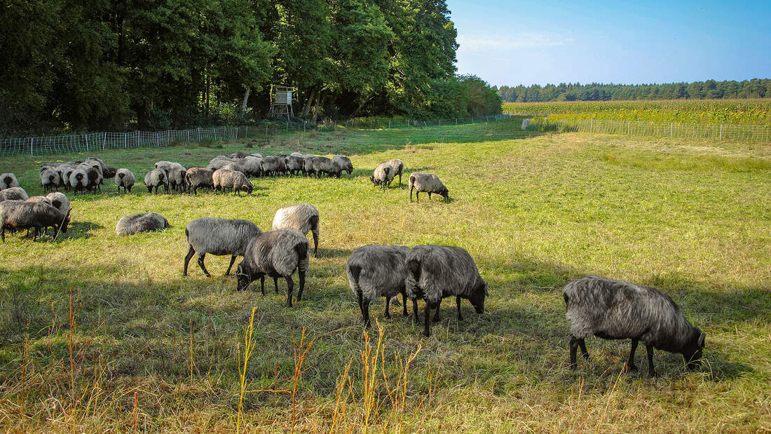 Südheide Reise