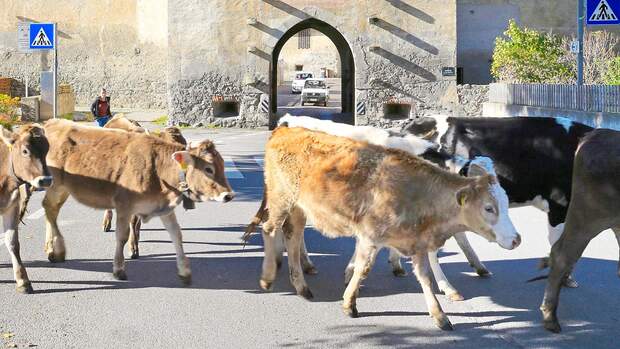 Vinschgau Kühe in Glurns