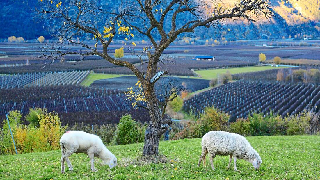 Mit dem Wohnmobil nach Italien Vinschgau in Südtirol