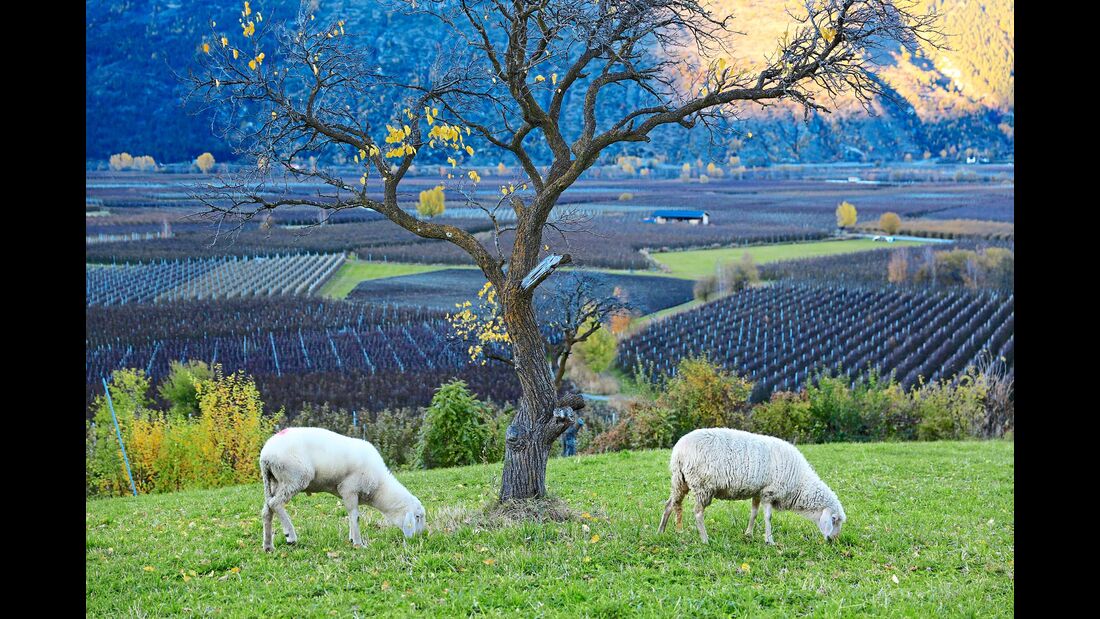 Vinschgau Weide in Tschengls