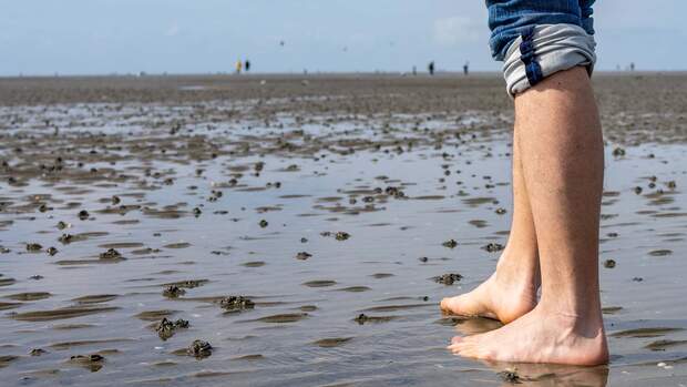 Wattwanderung in der Nordsee