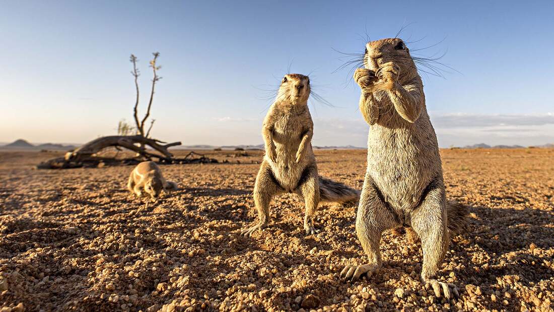 Wohnmobilreise Namibia