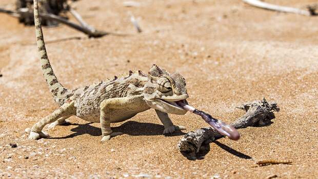 Wohnmobilreise Namibia