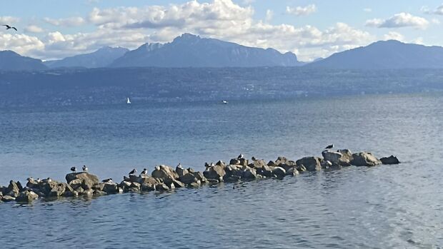 Wolken, Wasser, Berge, Wasservögel, Genfer See